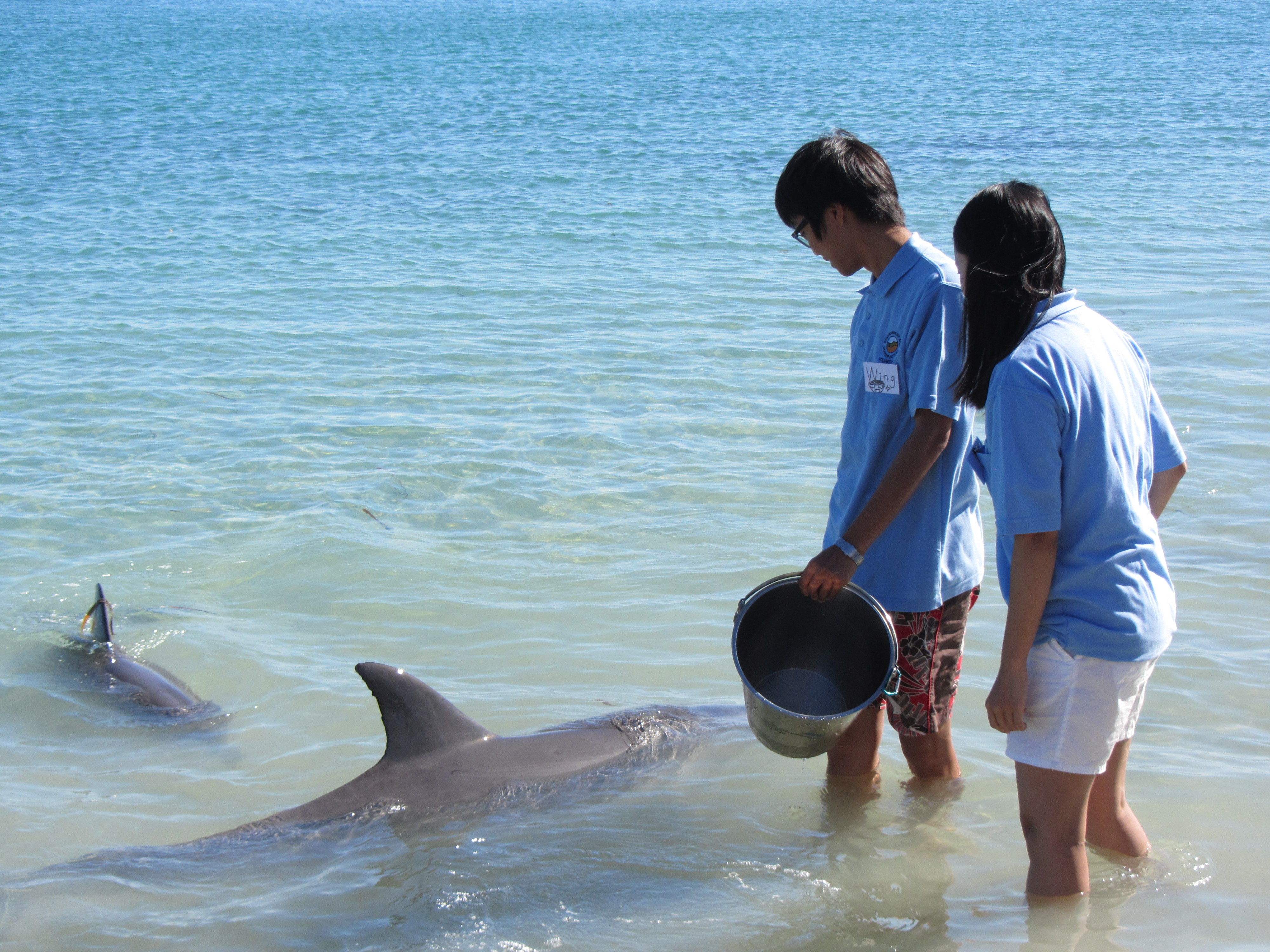 於西澳猴子米亞(Monkey Mia)當海豚志工 協助餵飼海豚完成