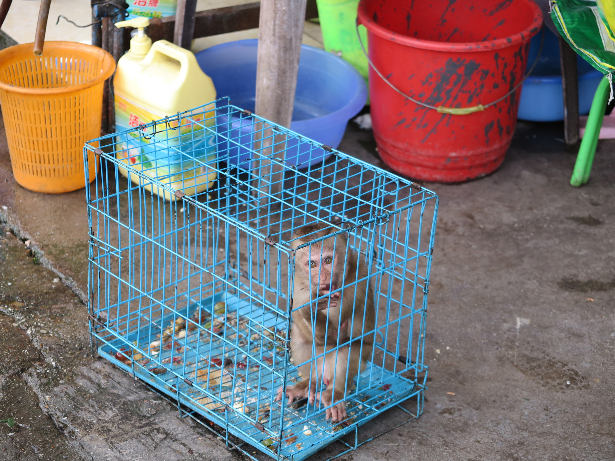 不少人在勐拉買賣野味